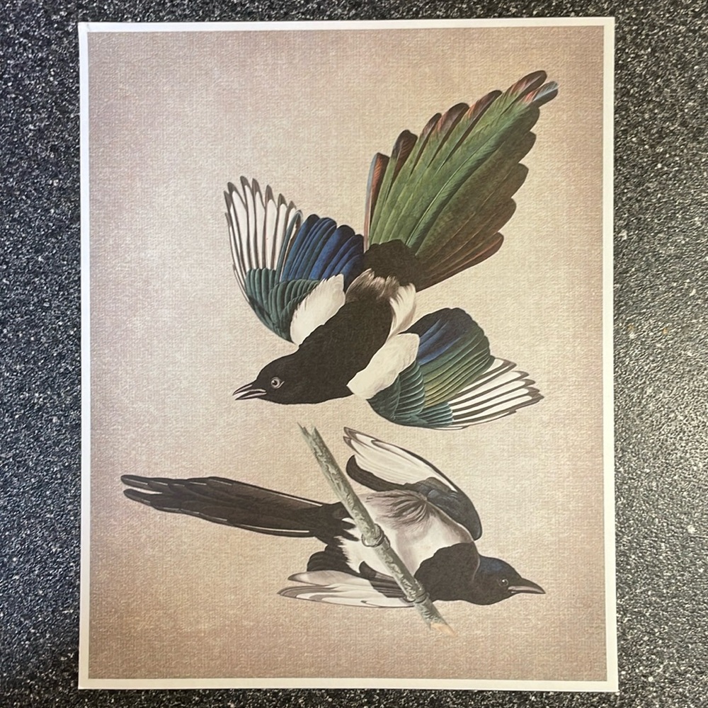 Unused Bird Print from Salem, MA.